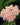 Achillea millefolium 'Apfelblüte' - 2026