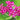 Achillea millefolium 'Cassis' - 2026