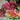 Achillea millefolium 'Cerise Queen' - 2026
