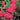 Achillea millefolium 'Laura' - 2026