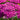 Achillea millefolium 'Lilac Beauty' - 2026