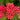 Achillea millefolium 'Paprika' - 2026