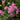 Achillea millefolium 'Pretty Belinda' - 2026