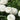 Achillea ptarmica 'The Pearl'