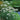Achillea ptarmica 'The Pearl' - BP001 Packs