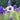 Aconitum Napellus 'Rubellum'