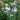 Aconitum cammarum 'Bicolor' - 2026