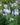 Aconitum Cammarum 'Bicolor'