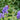 Aconitum carmichaelii 'Arendsii' - 2026