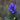 Aconitum fischeri - 2026