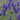Aconitum henryi 'Spark's Variety' - 2026