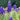 Aconitum napellus - 2026