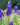 Aconitum napellus - 2026