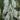 Aconitum napellus 'Album' - 2026