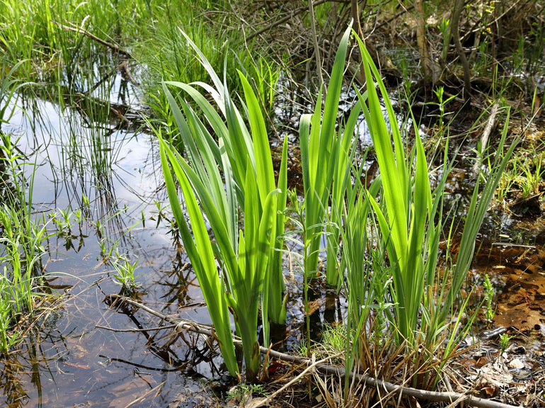 Marginal Plants – Lincspplants
