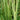 Acorus gramineus 'Argenteostriatus'