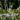 Actaea racemosa cordifolia - 2026