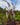 Actaea simplex 'Pink Spike' - 2026