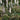 Actaea simplex 'atropurpurea' - 2026