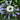 Agapanthus 'White Umbrella'
