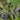 Agapanthus 'Black Magic' - 2026