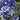 Agapanthus 'Blue Giant' - 2026