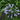 Agapanthus 'Blue Triumphator' - 2026