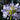 Agapanthus 'Blue Umbrella' - 2026
