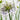Agapanthus 'Fireworks' - 2026