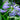 Agapanthus 'Headbourne Hybrids' - 2026