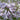 Agapanthus 'Peter Pan' - 2026