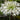 Agapanthus 'Polar Ice' - 2026