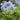 Agapanthus 'Rotterdam' - 2026