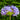 Agapanthus africanus - 2026