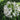 Agapanthus africanus 'Albus' - 2026