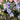 Agapanthus africanus 'Twister' - 2026