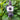 Agastache 'Fleur'