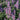 Agastache 'Beelicious Purple' - 2026