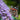 Agastache 'Black Adder' - 2026