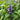 Agastache 'Little Adder' - 2026
