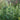 Agastache rugosa 'Alabaster' - 2026