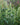 Agastache rugosa 'Alabaster' - 2026