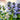 Ajuga pyramidalis 'Metallica Crispa'