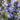 Ajuga pyramidalis 'Metallica Crispa'