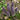 Ajuga pyramidalis 'Metallica Crispa' - Bog Pond Plants - BP002