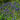 Ajuga Reptans 'Common'