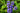 Ajuga Reptans 'Common'