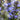 Ajuga pyramidalis 'Metallica Crispa'
