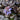 Ajuga reptans 'Braunherz' - Bog Pond Plants - BP003B
