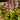Ajuga reptans 'Rosea' - Bog Pond Plants - BP003C